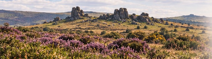 Dartmoor tors above heather-covered moorland